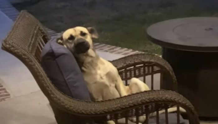 When the woman awakens, she discovers a strange dog on her patio furniture, which refuses to go.