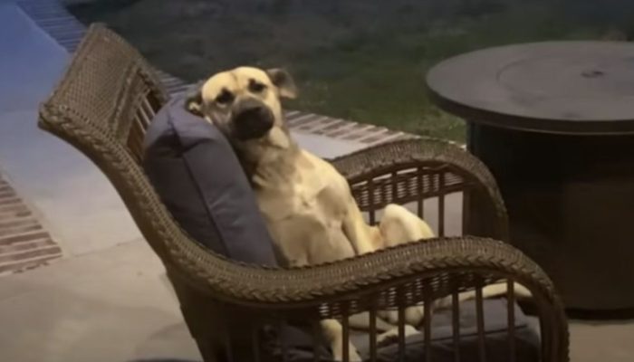 When the woman awakens, she discovers a strange dog on her patio furniture, which refuses to go.