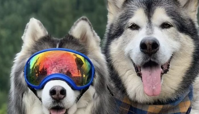 A blind dog makes friends with a dog from a rescue organization and shelter.