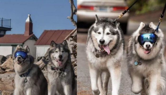 A blind dog makes friends with a dog from a rescue organization and shelter.