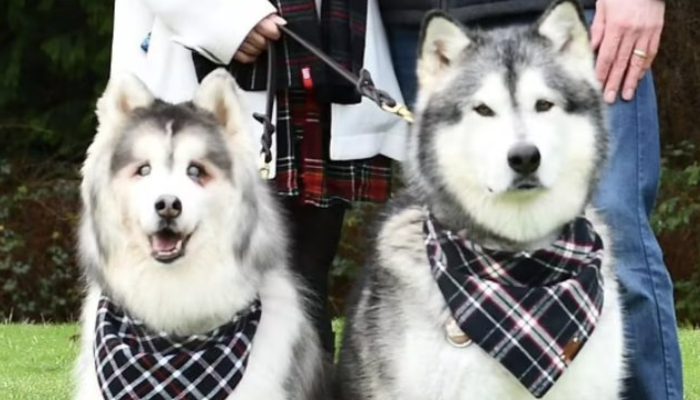 A blind dog makes friends with a dog from a rescue organization and shelter.
