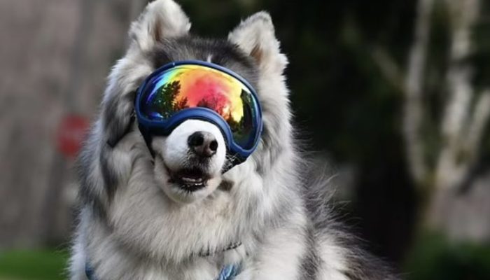 A blind dog makes friends with a dog from a rescue organization and shelter.