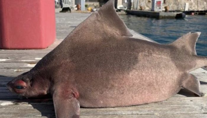 A shark was caught by sailors, who quickly dropped it as the shark's head is as another animal's head.