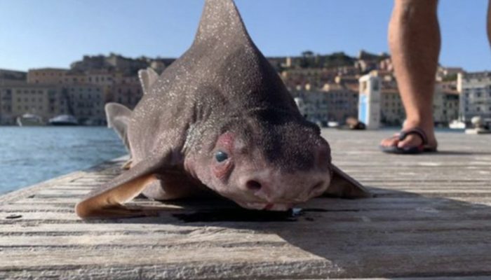 A shark was caught by sailors, who quickly dropped it as the shark's head is as another animal's head.