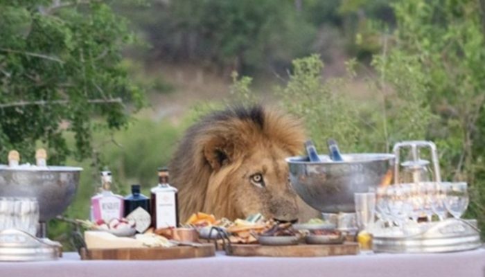 The reserve's lion arrived to the gathering of people for a banquet and took a seat at the table.