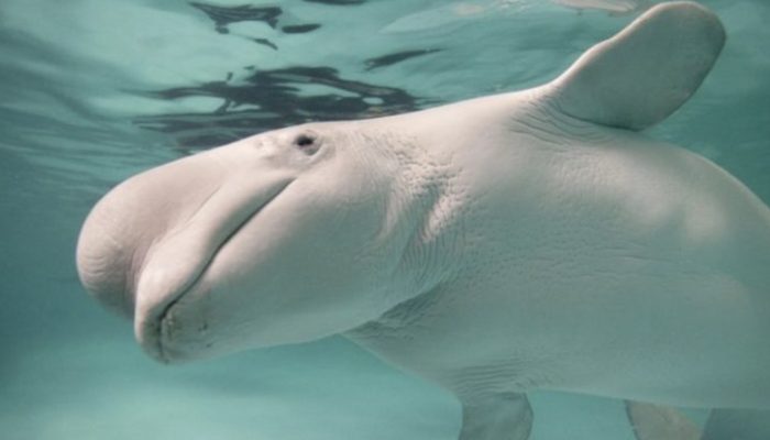 A diver was rescued from an icy pool by a white whale. Everyone was shocked by her act.