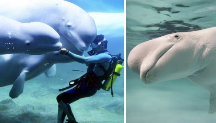 A diver was rescued from an icy pool by a white whale. Everyone was shocked by her act.