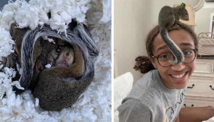 During hurricane evacuation, a kind 15-year-old girl saves orphaned squirrel.