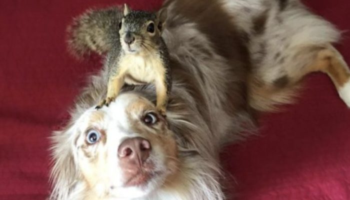 It demonstrates the extraordinary bond between Stevie the squirrel and his best friend when they cuddle.