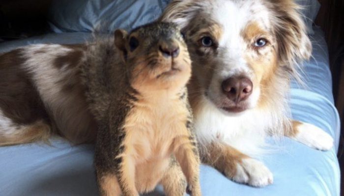 It demonstrates the extraordinary bond between Stevie the squirrel and his best friend when they cuddle.