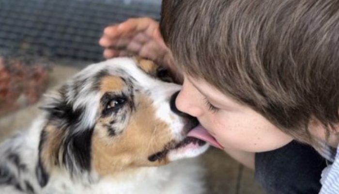 Through his actions, this family's devoted dog saved the little member of the family. A beautiful story.