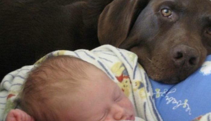 Through his actions, this family's devoted dog saved the little member of the family. A beautiful story.