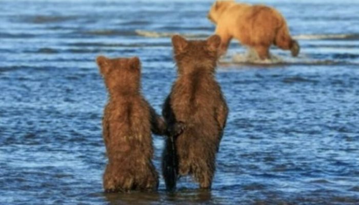 It's a great scene. After being fed, the young bear cubs are waiting for their mother to arrive.