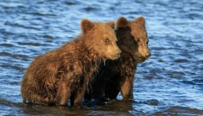 It's a great scene. After being fed, the young bear cubs are waiting for their mother to arrive.
