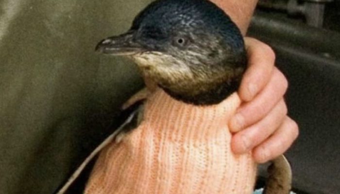 For penguins, a 108-year-old man knits coats. The power of love. They look beautiful.