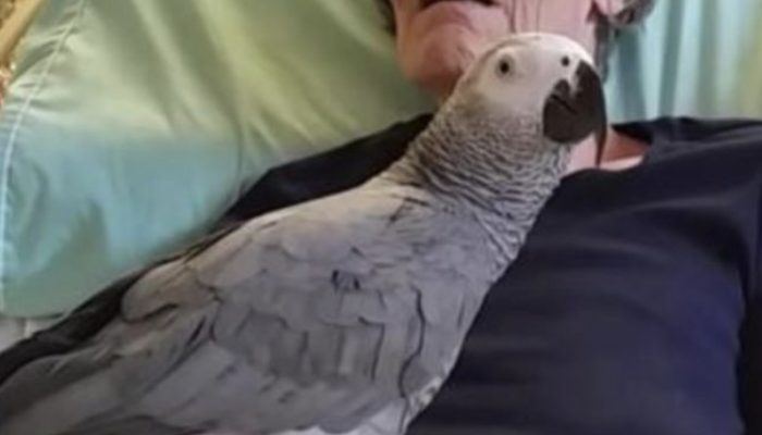 The sweet lady bids her parrot farewell, and the bird's response makes everyone cry.