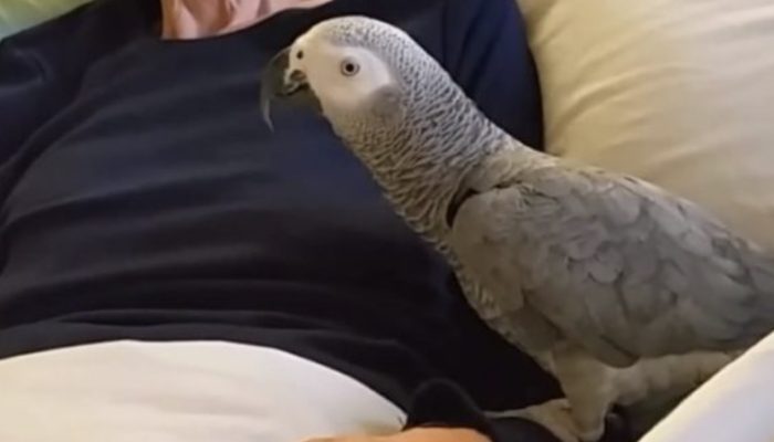 The sweet lady bids her parrot farewell, and the bird's response makes everyone cry.