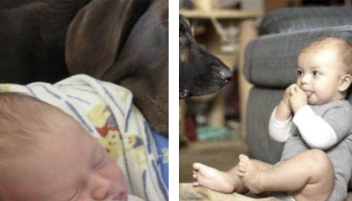 Through his actions, this family's devoted dog saved the little member of the family. A beautiful story.