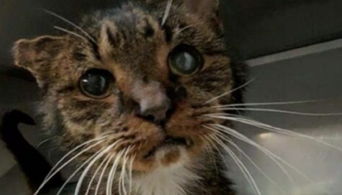 This 15-year-old cat had spent his whole life on the streets, but a compassionate couple took him home.