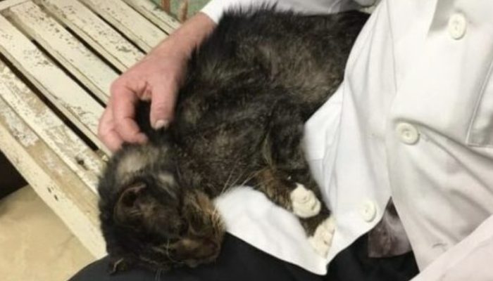 This 15-year-old cat had spent his whole life on the streets, but a compassionate couple took him home.