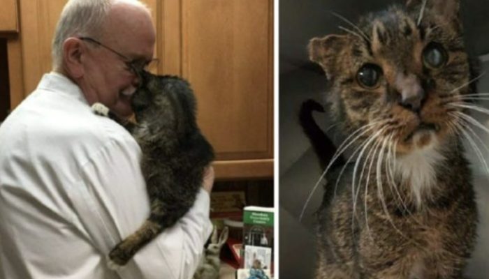 This 15-year-old cat had spent his whole life on the streets, but a compassionate couple took him home.