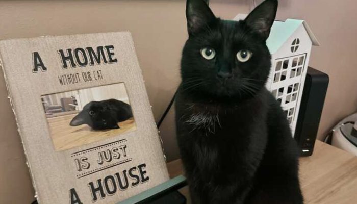 The little cat was conceived a month prior to her proprietor had a significant breakdown and the lady is certain that they were intended to save one another