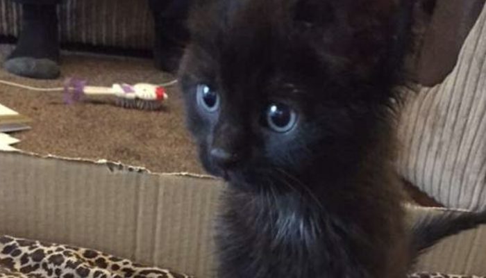 The little cat was conceived a month prior to her proprietor had a significant breakdown and the lady is certain that they were intended to save one another