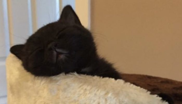 The little cat was conceived a month prior to her proprietor had a significant breakdown and the lady is certain that they were intended to save one another