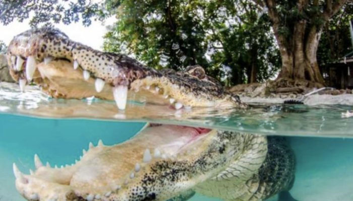 Young woman saved dangerous crocodiles and tamed these 5-meter animals with friendship that many would reject.
