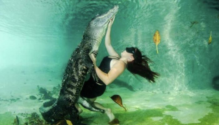 Young woman saved dangerous crocodiles and tamed these 5-meter animals with friendship that many would reject.