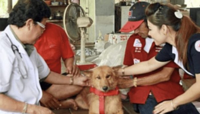 When people were watching how a dog carries a bundle in his teeth, it turned out that he saved the life of a child.
