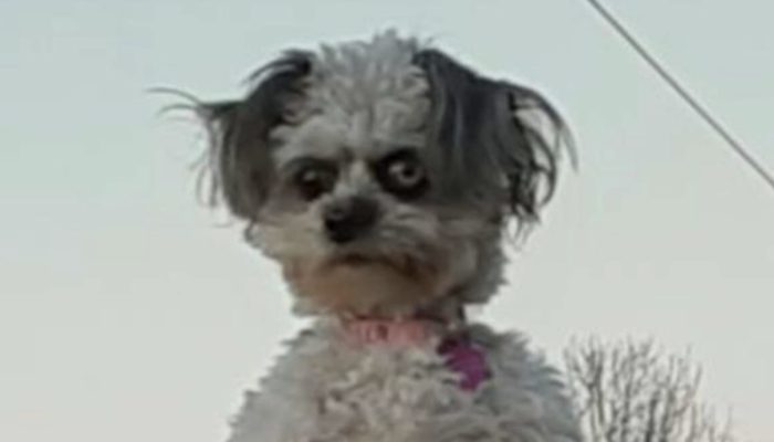 People are frightened by this small black-and-white puppy peering out from behind a fence.