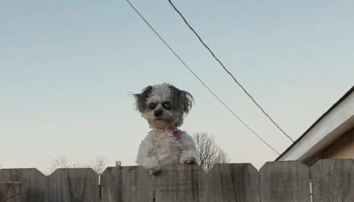 People are frightened by this small black-and-white puppy peering out from behind a fence.