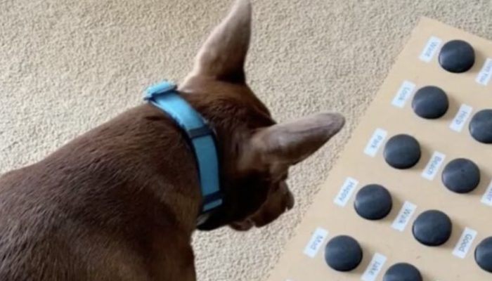 Her dog was trained to speak by a speech therapist, and today she can converse with her owners in 40 words.