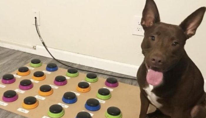 Her dog was trained to speak by a speech therapist, and today she can converse with her owners in 40 words.