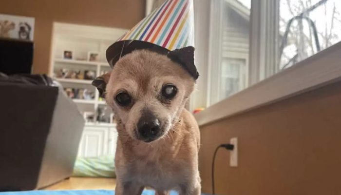 A birthday present was appreciated by the shelter's senior dog. It was an amazing moment.