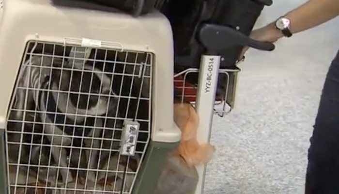 The Canadian pilot differs the international flight to prevent the dog's cargo from freezing.
