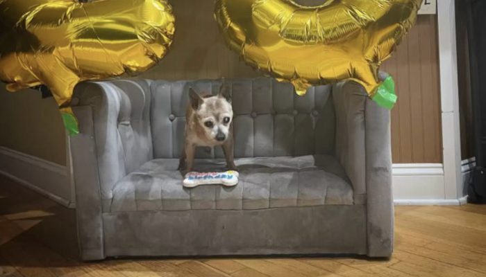 A birthday present was appreciated by the shelter's senior dog. It was an amazing moment.