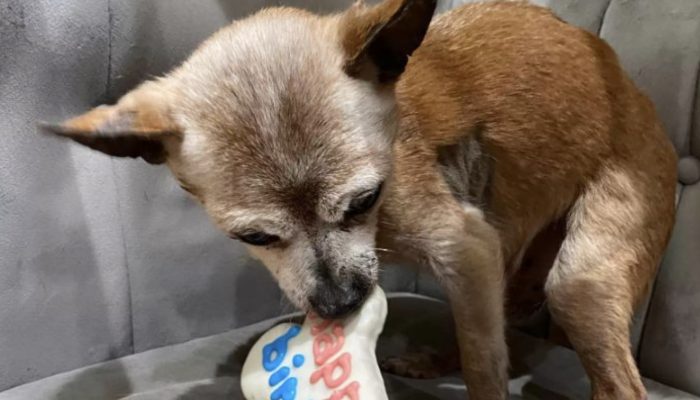 A birthday present was appreciated by the shelter's senior dog. It was an amazing moment.