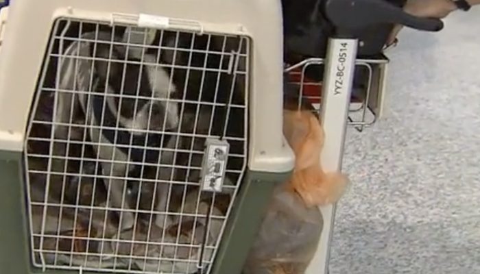 The Canadian pilot differs the international flight to prevent the dog's cargo from freezing.