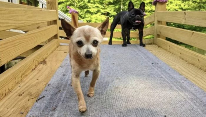 A birthday present was appreciated by the shelter's senior dog. It was an amazing moment.
