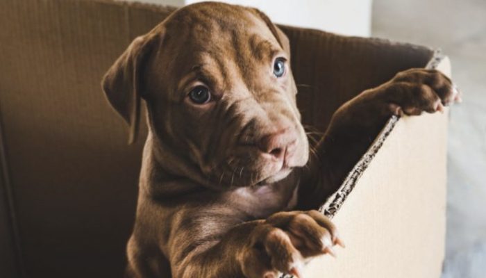 A 12-year-old boy took the difficult decision to leave his pit bull puppy in a box with a sweet letter outside a shelter.