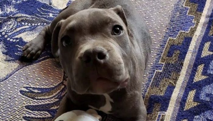 A 12-year-old boy took the difficult decision to leave his pit bull puppy in a box with a sweet letter outside a shelter.