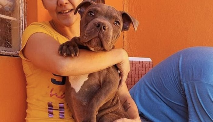 A 12-year-old boy took the difficult decision to leave his pit bull puppy in a box with a sweet letter outside a shelter.