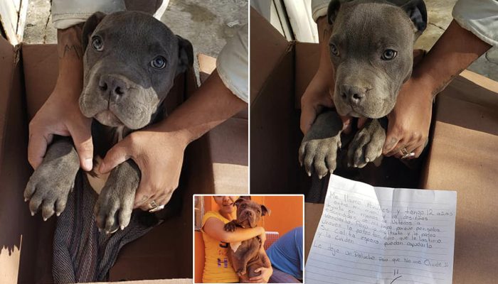 A 12-year-old boy took the difficult decision to leave his pit bull puppy in a box with a sweet letter outside a shelter.