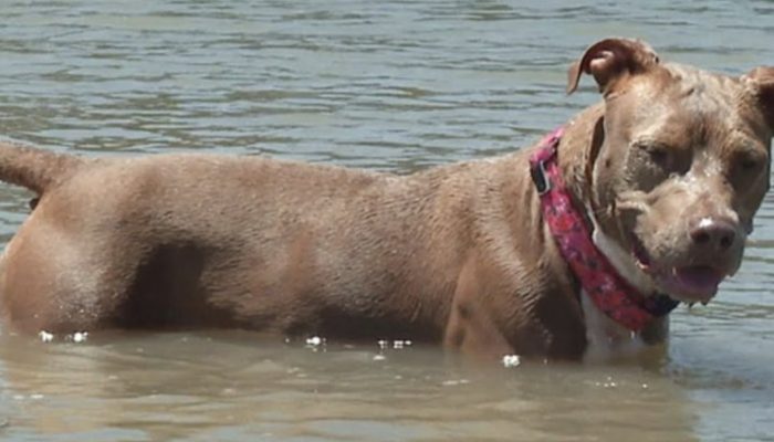 Dog found alive after swimming 6 kilometers to shore after falling from shrimp trawler.