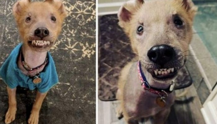 A shelter worker's heart was stolen by a puppy with a permanent smile.