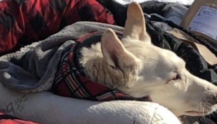 Everyone was moved by this story of a guy and his dog's deep connection.