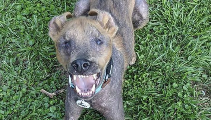 A shelter worker's heart was stolen by a puppy with a permanent smile.