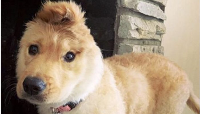 One ear on top of his head. He is a unicorn puppy and he is amazing.